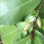 Magnolia figo Inny