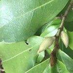 Magnolia figo Otro