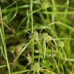 Cyperus hortensis Fruit