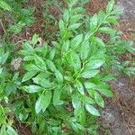 Vaccinium angustifolium Folha