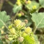 Xanthium orientale Flor