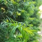 Taxus cuspidataLeaf