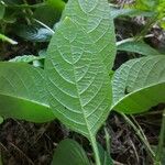 Ruellia elegans Fuelha