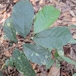 Dorstenia kameruniana Лист
