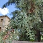 Cupressus lusitanicaFruit