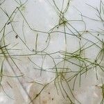 Potamogeton trichoides Leaf