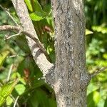 Weigela hortensis Bark