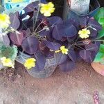 Oxalis hedysaroides Leaf