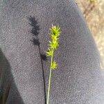 Carex muricata Flower