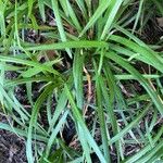 Liriope spicata Leaf