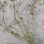 Juncus filiformis Blomma