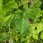 Leptospron adenanthum Leaf
