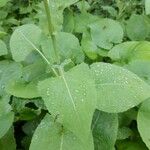 Lactuca macrophylla Hoja