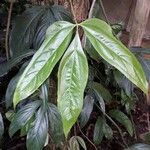 Philodendron tripartitum Ліст