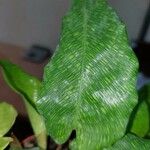 Calathea bella 葉