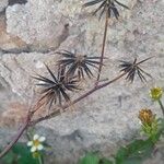 Bidens pilosa Fruit