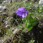 Primula glutinosa Blomst