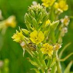 Oenothera deflexa Fula