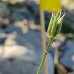 Aquilegia guarensis Fruit