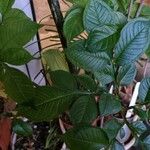 Amorphophallus konjac Leaf