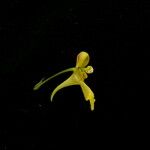 Impatiens racemosa Flower