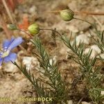 Linum leonii Habit