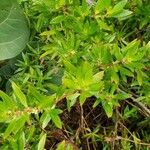 Ernodea littoralis Hoja