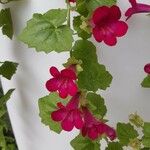 Lophospermum erubescens 花