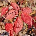 Rubus allegheniensis पत्ता