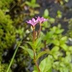 Epilobium alsinifolium Kvet