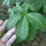 Rauvolfia viridis Leaf