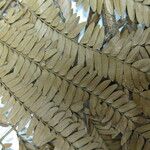Macrosamanea pubiramea Otro