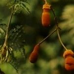 Parkia biglobosa പുഷ്പം