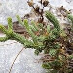 Hypericum ericoides Leaf