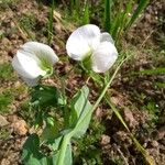 Pisum sativum Flor