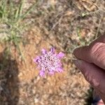 Scabiosa atropurpurea Žiedas