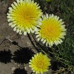 Malacothrix californica Habit