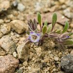 Phacelia cephalotes Συνήθη χαρακτηριστικά