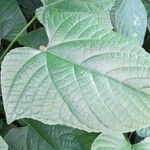 Clerodendrum paniculatum Folio