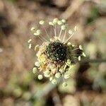 Plantago argentea Fula