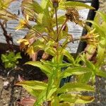 Arnica sachalinensis ᱛᱟᱦᱮᱸ