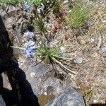 Brimeura amethystina Fula