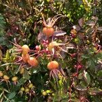 Rosa virginiana Fruto