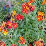 Erysimum × cheiri Habitus