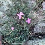 Dianthus sylvestris Агульны выгляд