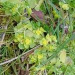 Chrysosplenium oppositifolium Habitat