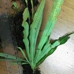 Campyloneurum angustifolium Diğer