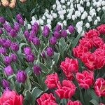 Tulipa gesnerianaFlower