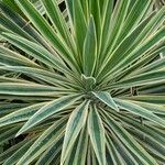 Agave vivipara Fuelha