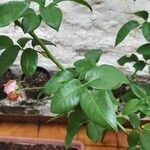 Rosa abietina Fulla